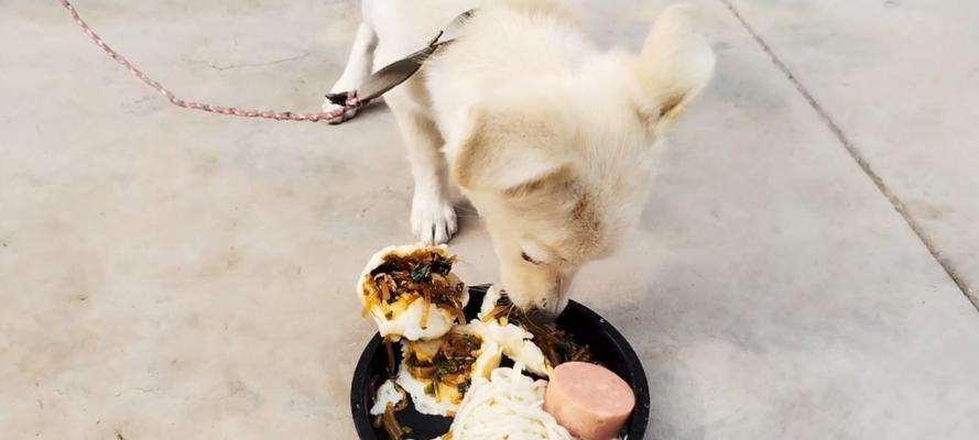 解决挑食狗狗的饮食问题（如何让挑食的狗狗变成好吃货）