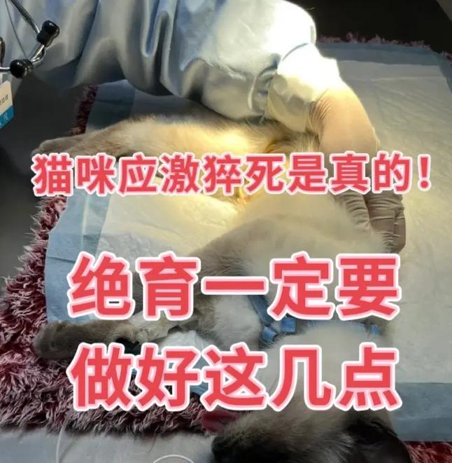 为什么要给猫咪绝育（关爱宠物健康，终身责任从绝育开始）