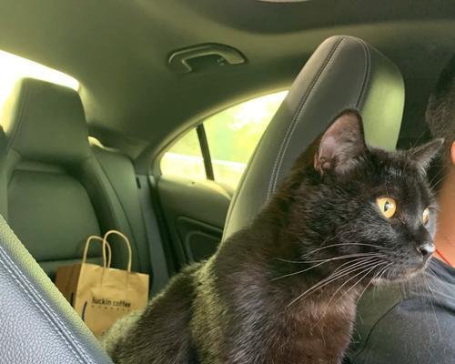 猫尿为什么突然变臭了？（探究猫尿臭味的原因及解决方法）