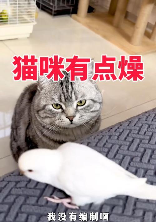 猫咪眼神的秘密揭示（通过猫咪的眼神读懂它们的内心世界）