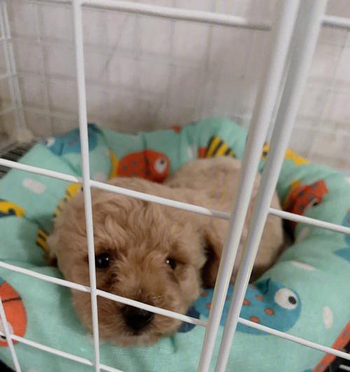 泰迪为什么喜欢睡床底下？（探究泰迪睡床底下的原因与习惯）