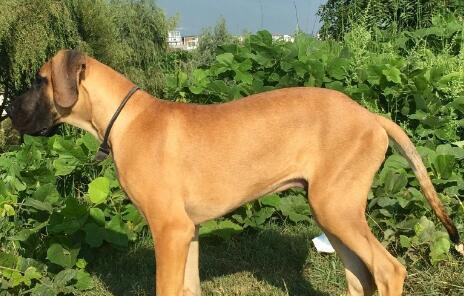 揭秘以太阳犬（以太阳犬的特征、起源及饲养要点）