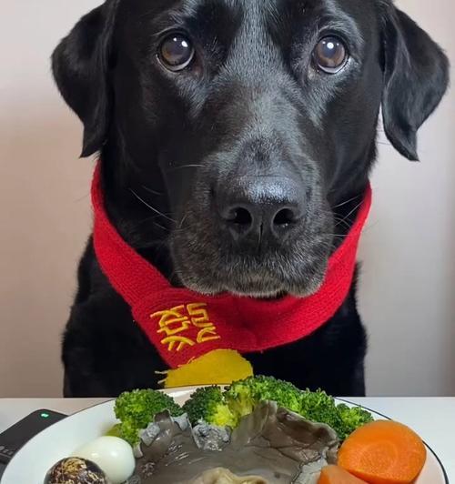 拉布拉多犬的饮食需求与喂养方法（为你的爱犬提供健康均衡的饮食）
