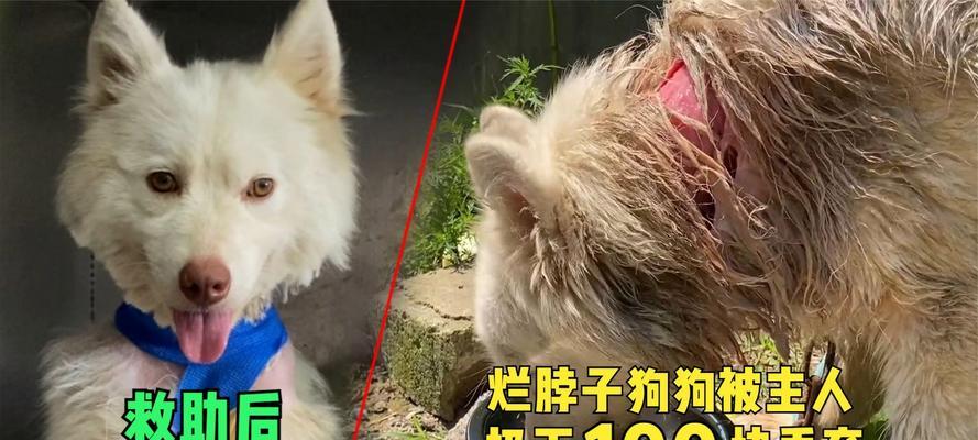 狗泪水臭是为什么？（揭秘狗泪水臭味源和解决方法）