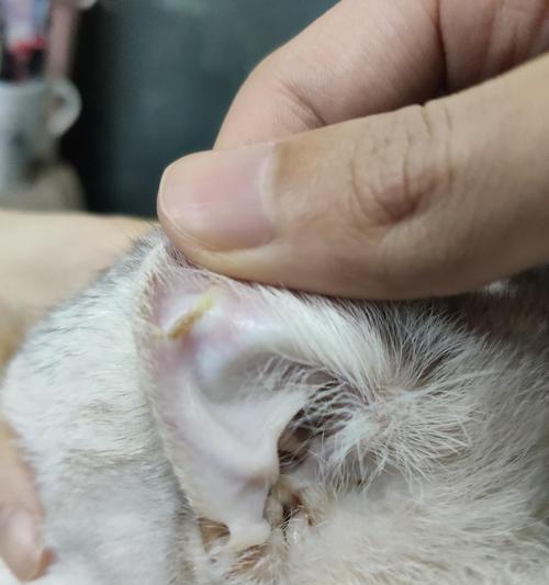 探索猫身上黄色透明颗粒的奥秘（揭开猫毛中黄色透明颗粒的真相，你想知道吗？）