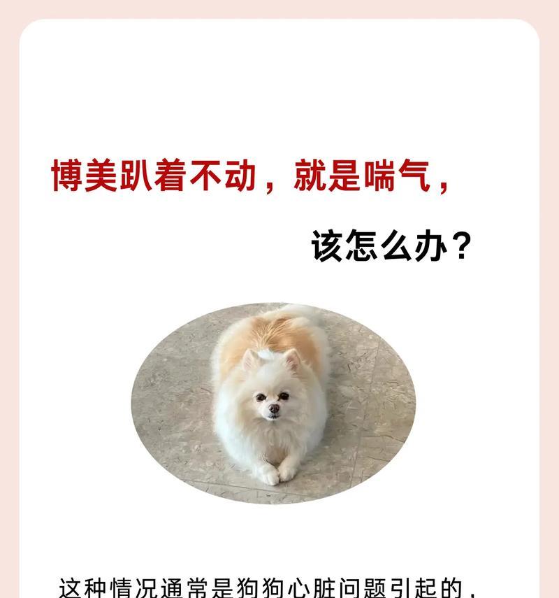为什么狗狗喘得这么厉害？（探究狗狗呼吸急促的原因和应对方法）