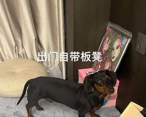 短毛犬种探究（了解长得像板凳的短毛犬种特点与魅力）