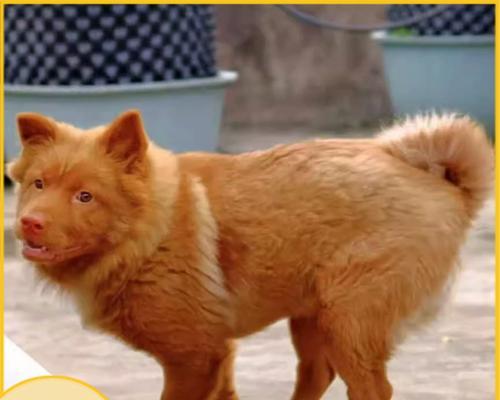 忠心护主的狗——金毛寻回犬（忠诚守护无私情，与主人同行一生情）