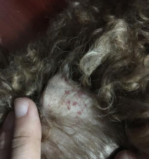狗耳朵有血一样的东西，是什么东西？（了解狗耳朵出现血样物的原因及处理方法）