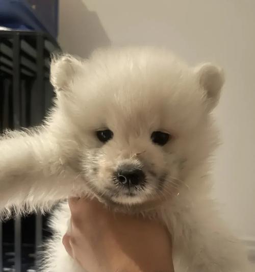 萨摩耶幼犬的饮食需求（了解萨摩耶幼犬的饮食习惯，提供正确的饮食营养）