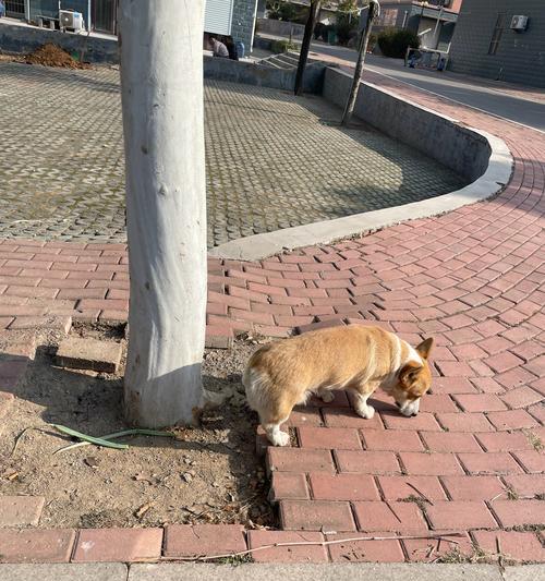 柯基为何没有尾巴？（揭秘柯基尾巴缺失之谜）