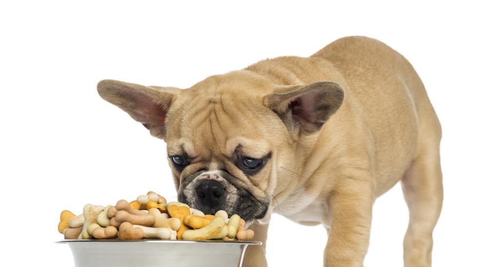 以斗牛犬要喂什么东西？（满足斗牛犬食物需求的关键）