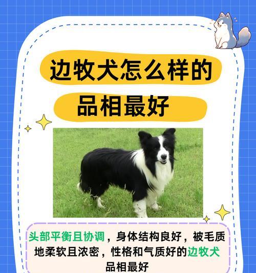 边牧犬的饮食需求及合理搭配（科学的饮食配方保障边牧健康）
