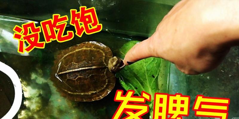 龟被咬伤，如何正确处理？（龟类咬伤处理方法及药物使用）