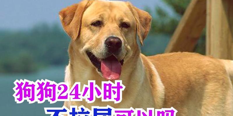 狗狗为什么会尿出血？（探究狗狗尿出血的原因及预防方法）