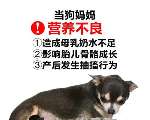 狗狗怀孕期间的奶类喂养（选择合适的奶类营养，保障狗狗健康成长）