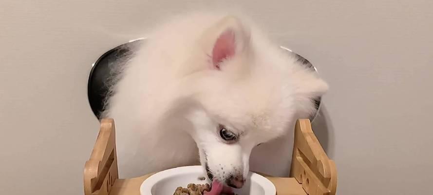 俩月小狗的饮食营养需求（了解俩月小狗的饮食要点，帮助它健康成长）