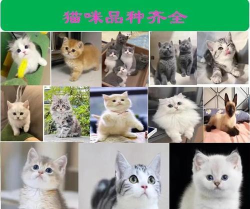 探秘知名宠物店（为毛绒伙伴打造一个温馨的家）