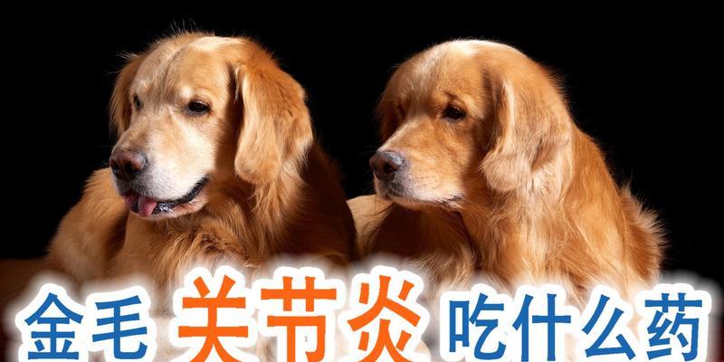 金毛幼犬的药物需求与合理饮食（为保持健康成长，金毛幼犬需要合适的药物和饮食）