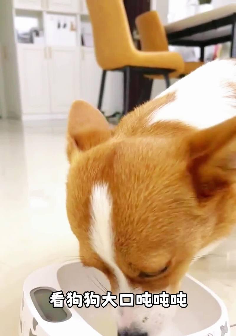 狗狗项圈的重要性（为什么每只狗狗都需要佩戴项圈）