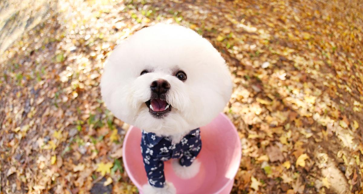 迷人可爱的小狗品种——柴犬（可爱、机灵、陪伴无数家庭的宠物选择）