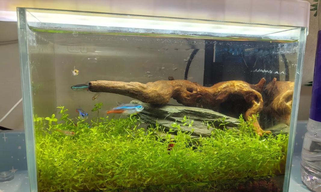 宝莲灯鱼上色的营养需求与方法（揭秘宝莲灯鱼的食物偏好和上色秘诀）