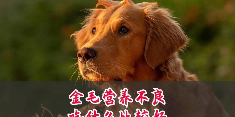 30天小金毛饮食指南（为你的小金毛提供健康和营养的饮食建议）