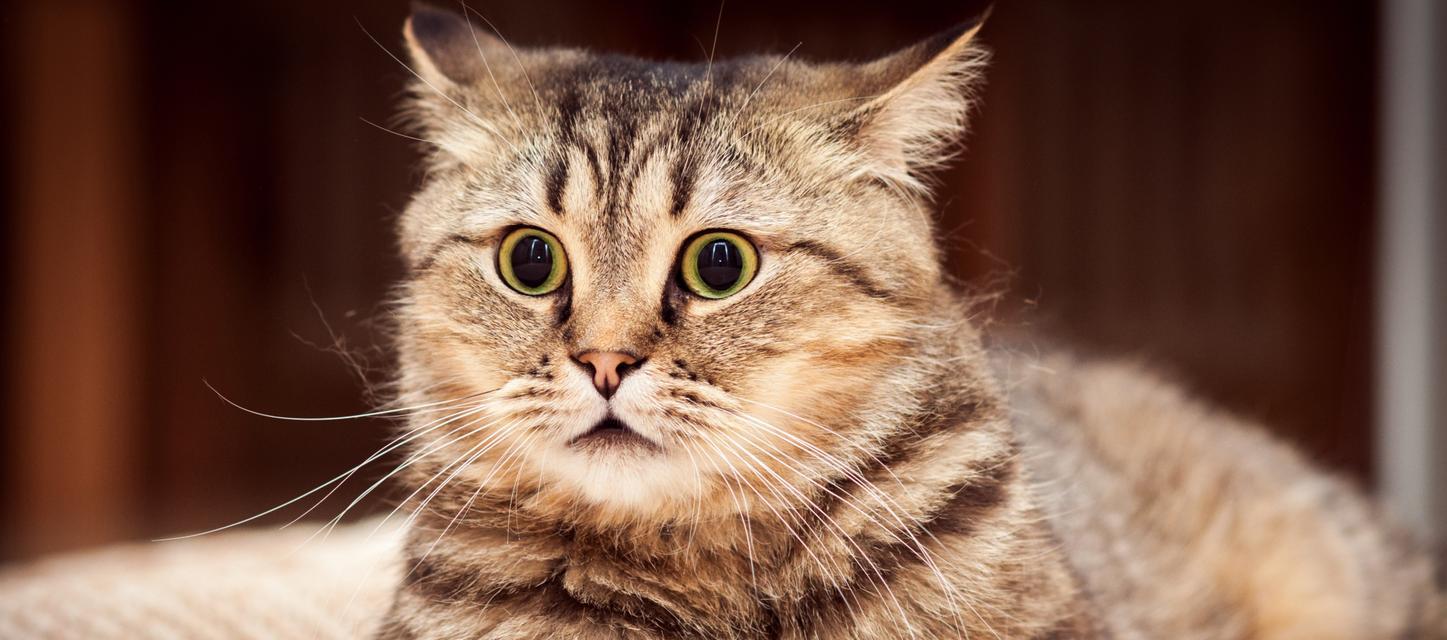 绝育对猫咪的负面影响（绝育的危害及相关注意事项）
