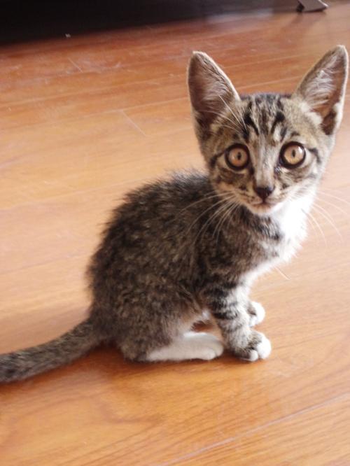 家猫为什么猫越来越瘦（探究家猫体重下降的原因及解决方法）