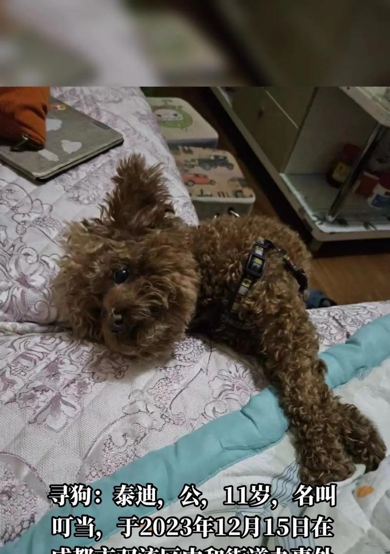 泰迪为什么经常跑丢？（迷失的原因与解决办法）