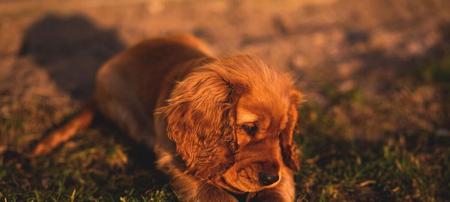 了解英国可卡犬的多样毛色（探索英国可卡犬在外观上的多样性及其特点）