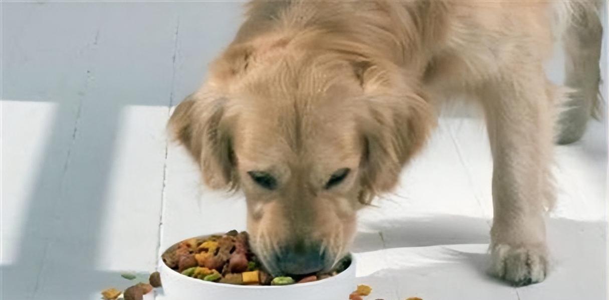 幼犬换牙期间的合适饮食（满足幼犬换牙期间所需的食物）