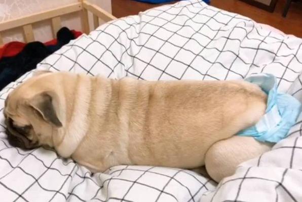 狗狗肚痛的原因、症状及处理方法（了解狗狗肚痛的表现和处理技巧，帮助狗狗摆脱不适）