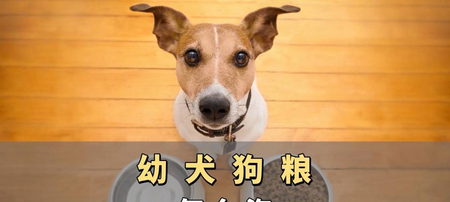 小狗狗粮不泡的最佳时机（探讨小狗狗粮何时不需要泡水，给宠物健康的选择）