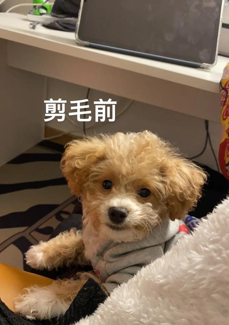 减少泰迪狗流泪的秘诀（泰迪狗的饮食调整是关键）