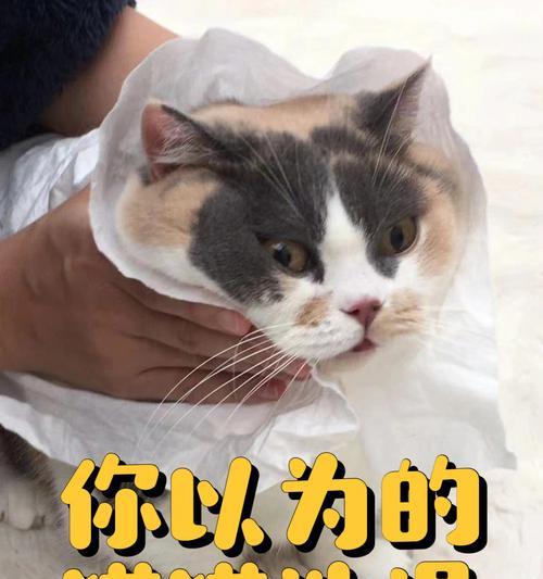 给猫洗澡的正确方法和水质选择（让你的猫咪享受舒适洗澡体验的技巧和建议）