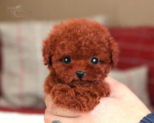 探索茶杯犬的价格及购买指南（从茶杯犬的市场行情到关键价格因素，帮助你做出明智选择）