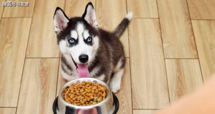新手养狗指南（为宝宝狗狗提供正确的饮食以保持健康成长）