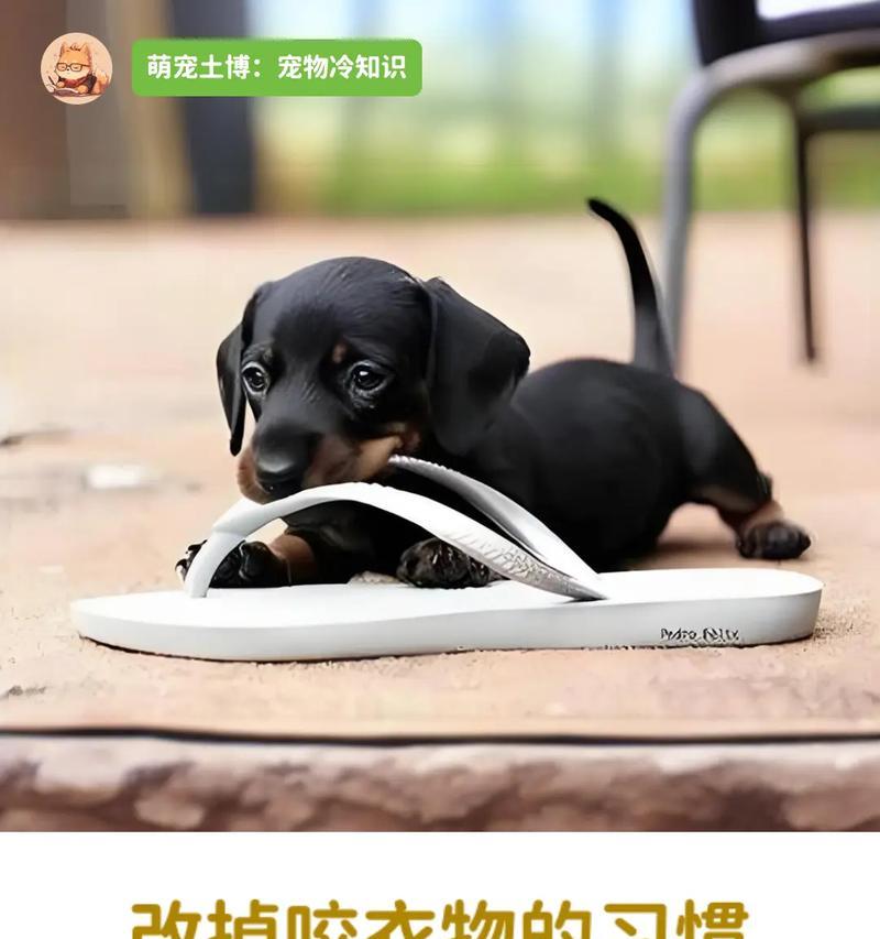 咬东西的狗——牙齿强壮的守护者（聚焦狗的咬力，解析拥有强大牙齿的犬种）