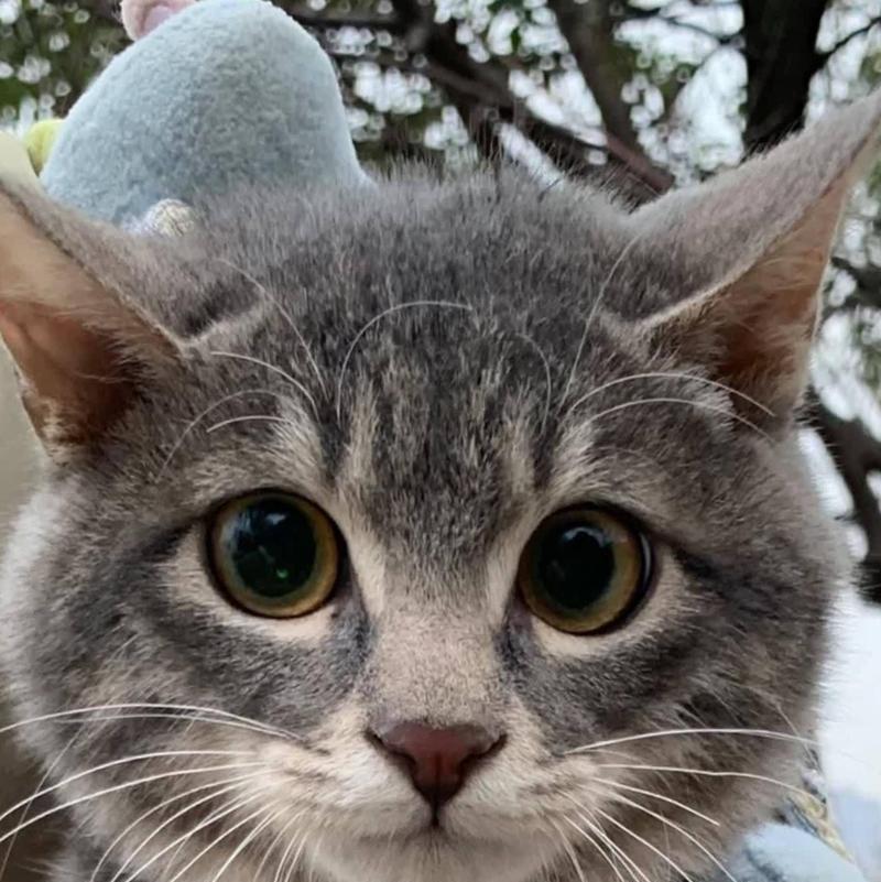 猫咪绝育的最佳时机（探讨猫咪绝育的最佳年龄和条件）