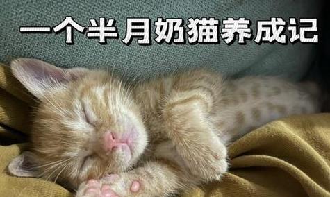 宝贝猫咪一个半月应该吃什么？（了解宝贝猫咪的饮食需求，健康成长第一步）