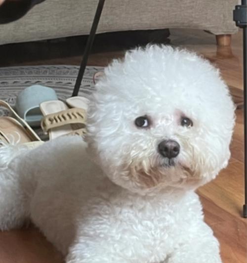 比熊狗的迷人脸型及其特征（揭秘比熊狗的可爱面容和特殊脸型）