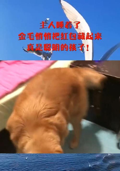 狗为什么藏起来睡觉？（探究狗喜欢藏起来睡觉的原因及其行为习惯）