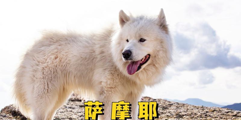 以萨摩眼里世界的奇妙之旅（发现无限惊喜的萨摩观察记）