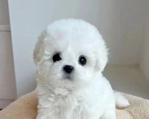 比熊幼犬期的关键时期（探究比熊幼犬期的成长与发展）
