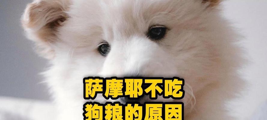 狗粮的重要性（揭秘狗粮对犬类健康的重要作用及选择要点）