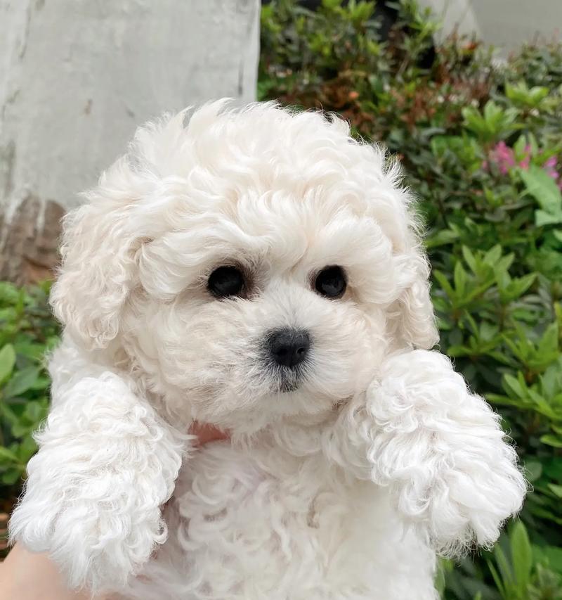 经济实惠的比熊犬品种（拥有可爱外表和温顺个性的比熊犬不负其名）