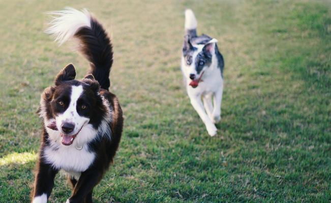边牧犬的下蛋时间（了解边牧犬下蛋的最佳时间和方法）