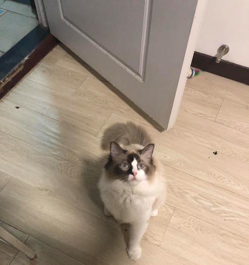 探寻以猫啥意思是什么的奥秘（猫咪行为与符号的解读）