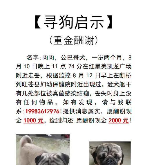 “宠物狗名字的意义与选择”（探索狗名背后的文化寓意，为你的爱犬取一个特别的名字）